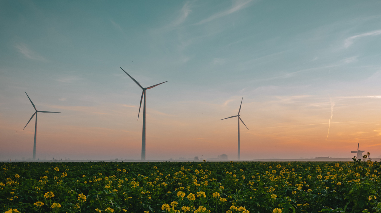 Windmolens in een veld met bloemen